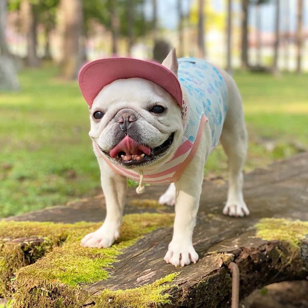 Ham-chanさんのインスタグラム写真 - (Ham-chanInstagram)「#frenchbulldog #frenchie #hamham #hamchan #フレブル #フレンチブルドッグ #はむはむ #はむちゃん  久しぶりのラン 🌲🌲🌲😊🐶🌲🌲🌲」9月21日 23時54分 - hide_ham_tank