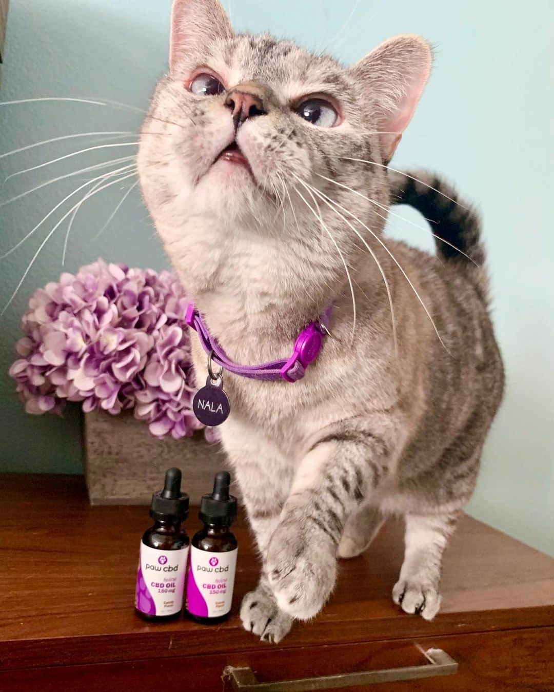 nala_catさんのインスタグラム写真 - (nala_catInstagram)「*CLOSED* Congratulations @buddyandsissysmom GIVEAWAY TIME! 🎊 Happy Healthy Cat Month 🎉 We are going to give the winner $150 worth of @pawcbd products! 😍  Plus Buy one, get one free on any matching cat tinctures when you use code NalaFree (must match in mg strength and flavor) 😻  📝 HOW TO ENTER: 1. Like this post 2. Follow @nala_cat & @pawcbd  3. Tag a friend (1 tag = 1 entry) Unlimited entries (must be on a separate comment) ________________________________________ 🏁 Contest entries allowed from 09/21/2020 to 09/28/2020 11:59pm PDT . ⏰ Winner will be announced on 9/29/2020 🙌 Winner will be chosen at random. We will reach out via DM. This giveaway is not associated with instagram. #pawcbd #giveaway #cbd」9月21日 23時57分 - nala_cat