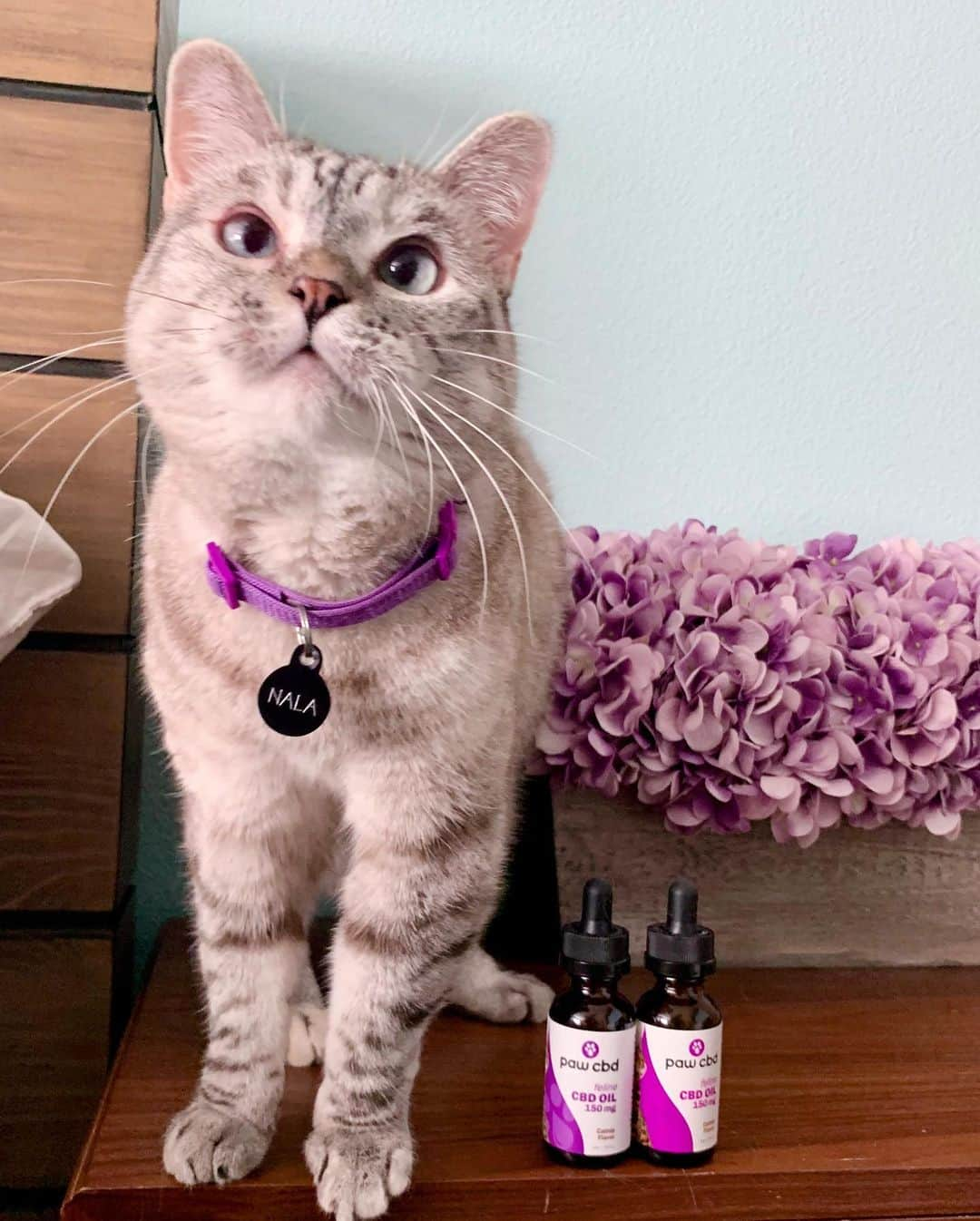 nala_catさんのインスタグラム写真 - (nala_catInstagram)「*CLOSED* Congratulations @buddyandsissysmom GIVEAWAY TIME! 🎊 Happy Healthy Cat Month 🎉 We are going to give the winner $150 worth of @pawcbd products! 😍  Plus Buy one, get one free on any matching cat tinctures when you use code NalaFree (must match in mg strength and flavor) 😻  📝 HOW TO ENTER: 1. Like this post 2. Follow @nala_cat & @pawcbd  3. Tag a friend (1 tag = 1 entry) Unlimited entries (must be on a separate comment) ________________________________________ 🏁 Contest entries allowed from 09/21/2020 to 09/28/2020 11:59pm PDT . ⏰ Winner will be announced on 9/29/2020 🙌 Winner will be chosen at random. We will reach out via DM. This giveaway is not associated with instagram. #pawcbd #giveaway #cbd」9月21日 23時57分 - nala_cat