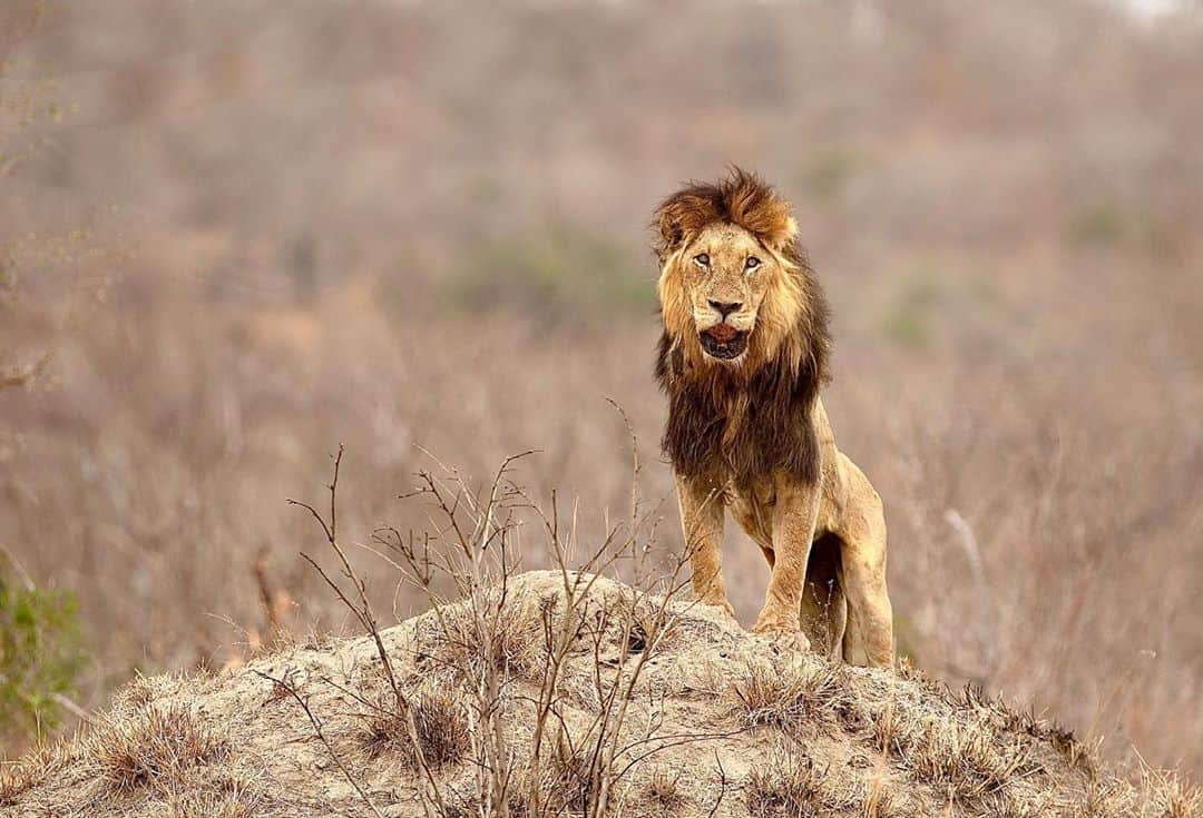 Kevin Richardson LionWhisperer さんのインスタグラム写真 - (Kevin Richardson LionWhisperer Instagram)「On a recent trip to the Kruger Park, I wanted to photograph a leopard on top of an anthill. On this particular occasion we came across a coalition of 3 male lions. They all seemed to be social distancing from each other so it was difficult to decide who to stay watching. We made our choice and waited. Not long after, this chap gets up and walks up to and onto an anthill and looks straight at me. I laughed out loud! Wasn’t a leopard but I’ll gladly take it. Panthera leo will do. I then noticed something odd about this boy. He looked more weather beaten than the other two. Upon closer inspection he was thin and seemed to be losing his mane, most likely due to stress. Then I noticed his mouth. I couldn’t see any of his teeth and it looked incredibly swollen. He was also salivating a lot. When I looked at the photos on my computer later on, it looked as though this guy may have taken a blow to the mouth from a zebra or a giraffe and could even be missing his all important canines. I’m not sure what his fate will be as there is a non interference policy at the park for those wanting to know why the vet wasn’t called. It’s really tough out there in the wild and each day lived is one fraught with hardships whether you’re a predator or prey. Sometimes I think humans tend to over glamorize what it means to live in the wild because we have this romantic notion that it’s wonderful and everyone lives in harmony. We’ve lost touch with our ancestry. Each day is a struggle for survival.  #lion #wild #harsh #harshreality #wildlife #krugernationalpark #krugerpark #habitat #survivalofthefittest #survival」10月6日 20時00分 - lionwhisperersa