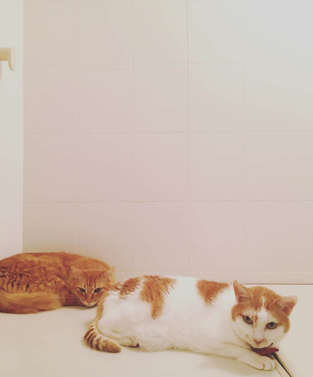猫沢エミさんのインスタグラム写真 - (猫沢エミInstagram)「あら♡お邪魔しちゃったかしら。  💕  #CHANECHOES  #ユピ坊　#猫沢イオ」10月6日 20時02分 - necozawaemi