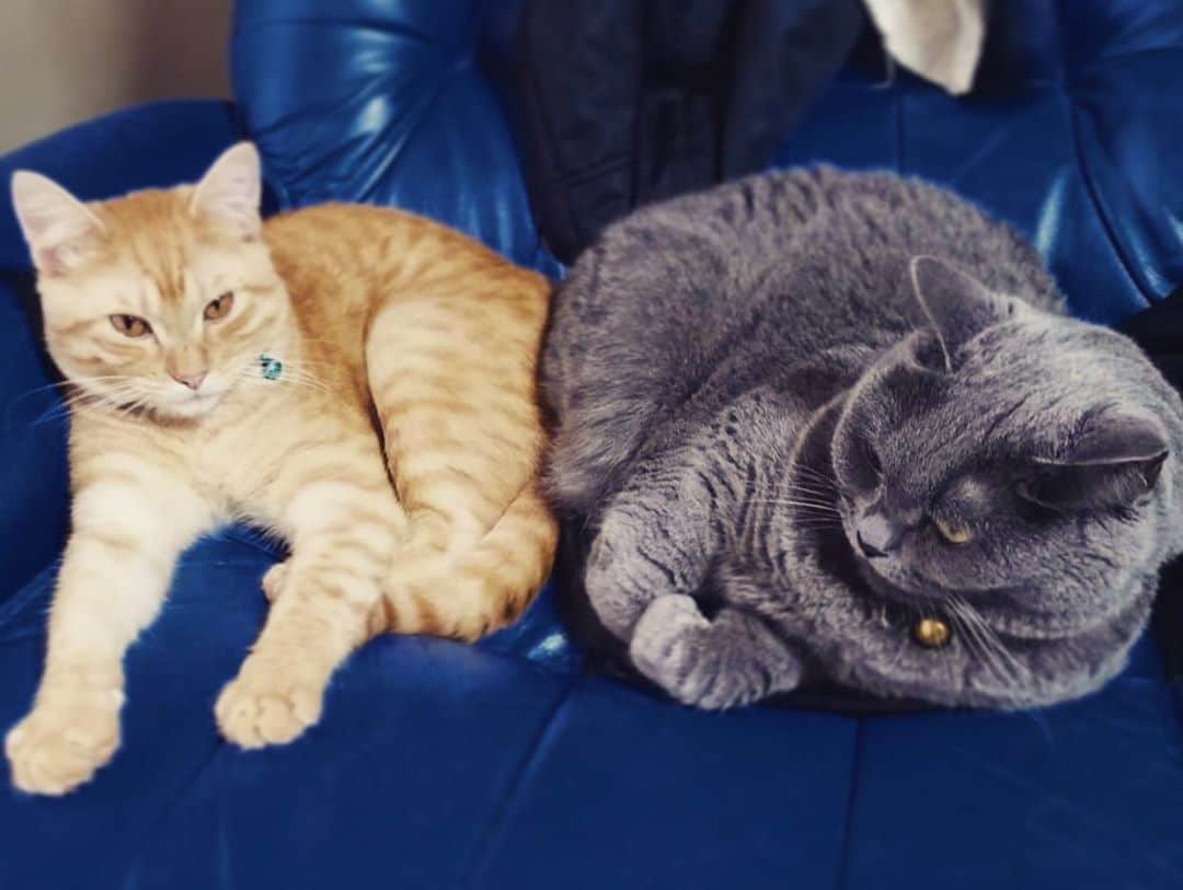 チキン南蛮カレーのルウ王子のグルメインスタ