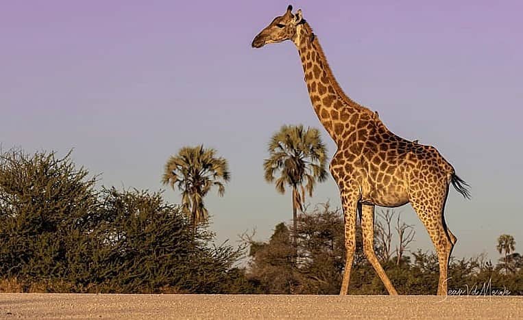 Erika Auroraさんのインスタグラム写真 - (Erika AuroraInstagram)「About 150,000 wild giraffes existed as recently as 1985, but there are now fewer than 97,000, according to the International Union for Conservation of Nature (IUCN), which in 2016 moved giraffes from "Least Concern" to "Vulnerable" on its Red List of Threatened Species. In 2018, the IUCN issued new listings for seven of the nine giraffe subspecies, five of which had never been assessed before. It now lists three as "Critically Endangered" or "Endangered," two as "Vulnerable" and one as "Near Threatened," deeming only the Angolan giraffe safe enough for "Least Concern."  The overall giraffe population pales in comparison to African elephants, for example, which number around 450,000 but whose decline has drawn closer study and wider publicity. That contrast isn't meant to diminish the real danger facing elephants, but it does highlight what Namibia-based Giraffe Conservation Foundation (GCF) director Julian Fennessey has called a "silent extinction" of giraffes. @giraffe_conservation #silentextinctiongiraffes #protectgiraffes」10月6日 18時47分 - erika__aurora