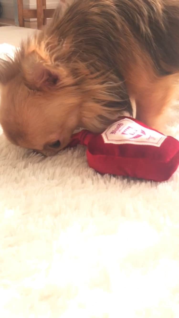 kayoのインスタグラム：「ボクおもちゃ大好き❤️ @doggybox_jp さん ありがとう☺️🎁✨」