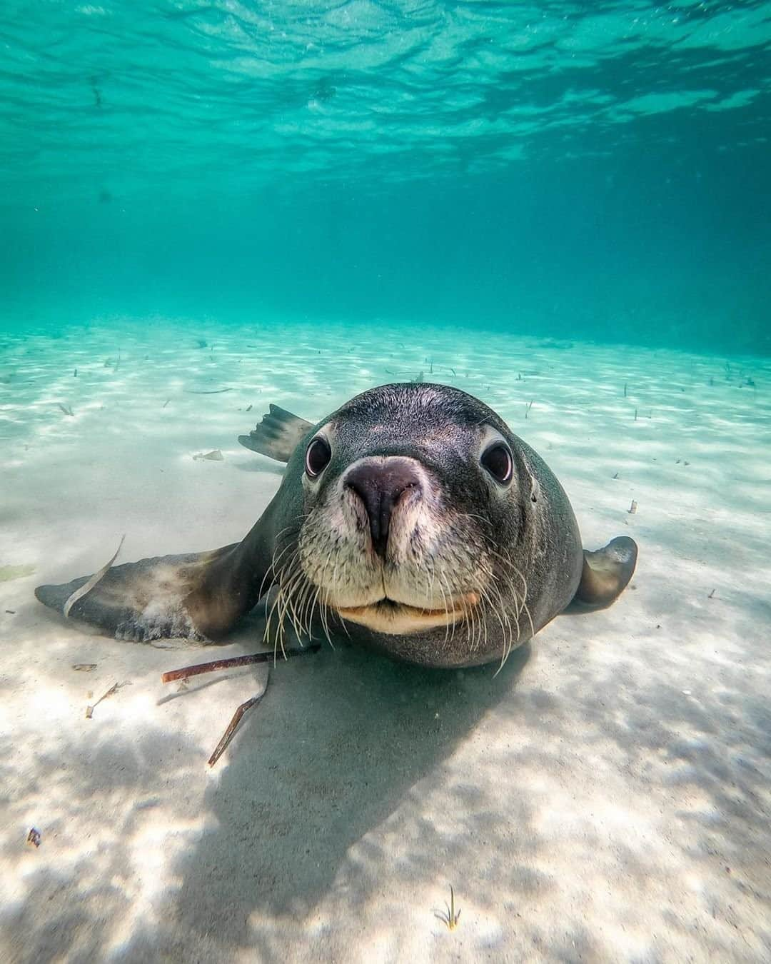 Australiaさんのインスタグラム写真 - (AustraliaInstagram)「Excuse the mess, I wasn't expecting visitors 😜 @mkz.imagery bumped into this friendly Australian sea lion off the coast of @visitfremantle, where both were equally surprised to see each other! Called ‘Freo’ by the locals, this cool waterfront city located on the fringe of @visitperth has fascinating history and a thriving arts and culture scene. Come hungry to this part of @westernaustralia, there’s plenty of al fresco dining options and heritage pubs to experience, like @sailandanchorpubbrewery and @littlecreatures_fremantle. If the sound of that tickles your taste buds, click the link in our bio to find out even more. #seeaustralia #JustAnotherDayinWA #thisisfremantle」10月6日 19時00分 - australia