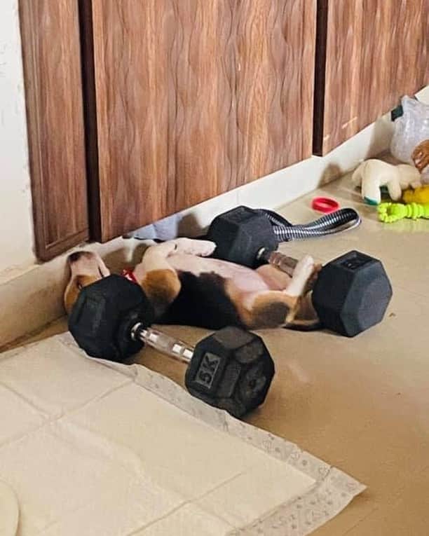 8crapさんのインスタグラム写真 - (8crapInstagram)「When you work too hard at the gym - Want to get featured like her? Join “The Barked Club” on FACEBOOK and post something now! 👉 barked.com - 📷 @iamellie_elu - #TheBarkedClub #barked #dog #doggo #puppy #pupper #Beagle #BeaglePuppy」10月6日 19時00分 - barked