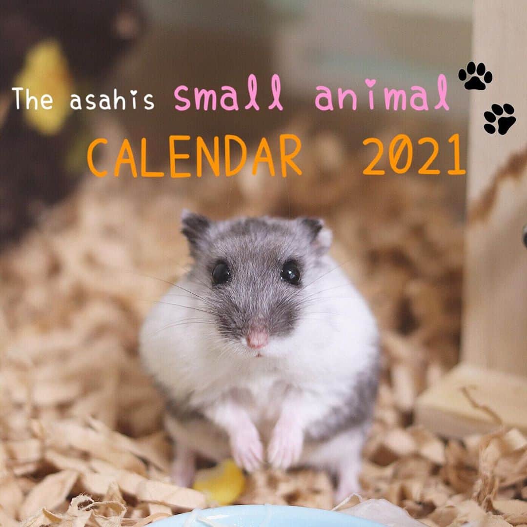 hamster_mocoさんのインスタグラム写真 - (hamster_mocoInstagram)「きゅるる〜ん👀✨ カッコ可愛いボクのカレンダー💕もう予約してくれたかな🐹？！ ･ ･ 🐾カレンダー予約販売のお知らせ🐾 毎年ご好評頂いております「asahis smallanimal calendar」2021年度版の予約販売が開始致しました✨ ※先日お知らせしたカレンダーの表紙のスペルが間違えておりましたので修正していただきました😂 ･ あさひ家のカレンダー初登場のちむたん🐭✨、大人気のクールなイケハムふくくん @asahi.fl  もふもふ妖精のキミちゃん 、お空のミチくん がそれぞれの月に賑やかに登場します🐹💫 ･ サイズは180mm×145mmの卓上カレンダーです。 1冊>>>>1.080円(送料無料です👍) ※今年は卓上サイズのみの販売となり、壁掛けカレンダーの販売はございませんのでご注意くださいませ🥺🙌🏼 ･ 🐹【カレンダー予約販売サイト】 https://asahi-ham.stores.jp/items/5f73f4194b083961a077e8c6  🐹【ANISTAR総合サイトカテゴリ】（アマゾンペイが使えます） https://anistar.shop/?category_id=5d930e42220e7515b0e9d8af ･ 私のプロフィール欄にも販売サイトのリンクが貼ってありますのでそちらからもご予約が可能です☺️💫 ･ 来年も沢山の方に癒しをお届けできますように✨との願いと想いが詰まったカレンダーとなっております😌🍀 2020.10.6 ･ #ハムスターふく#ハムスター#ジャンガリアンハムスター#ジャンガリアン#パイドハムスター#パイドジャンガリアン#ジャンガリアンパイド#ふわもこ部 #モフモフ#ペット#ハムスタグラム #hamster#djungarian#hamstagram#hammy#happy_pets#PET_OF_OUR_WORLD#igersjp#ig_japan#instapet#weeklyfluff#kawaii#cute#仓鼠#정글리안#햄스터#9gag」10月6日 19時00分 - asahi.fl