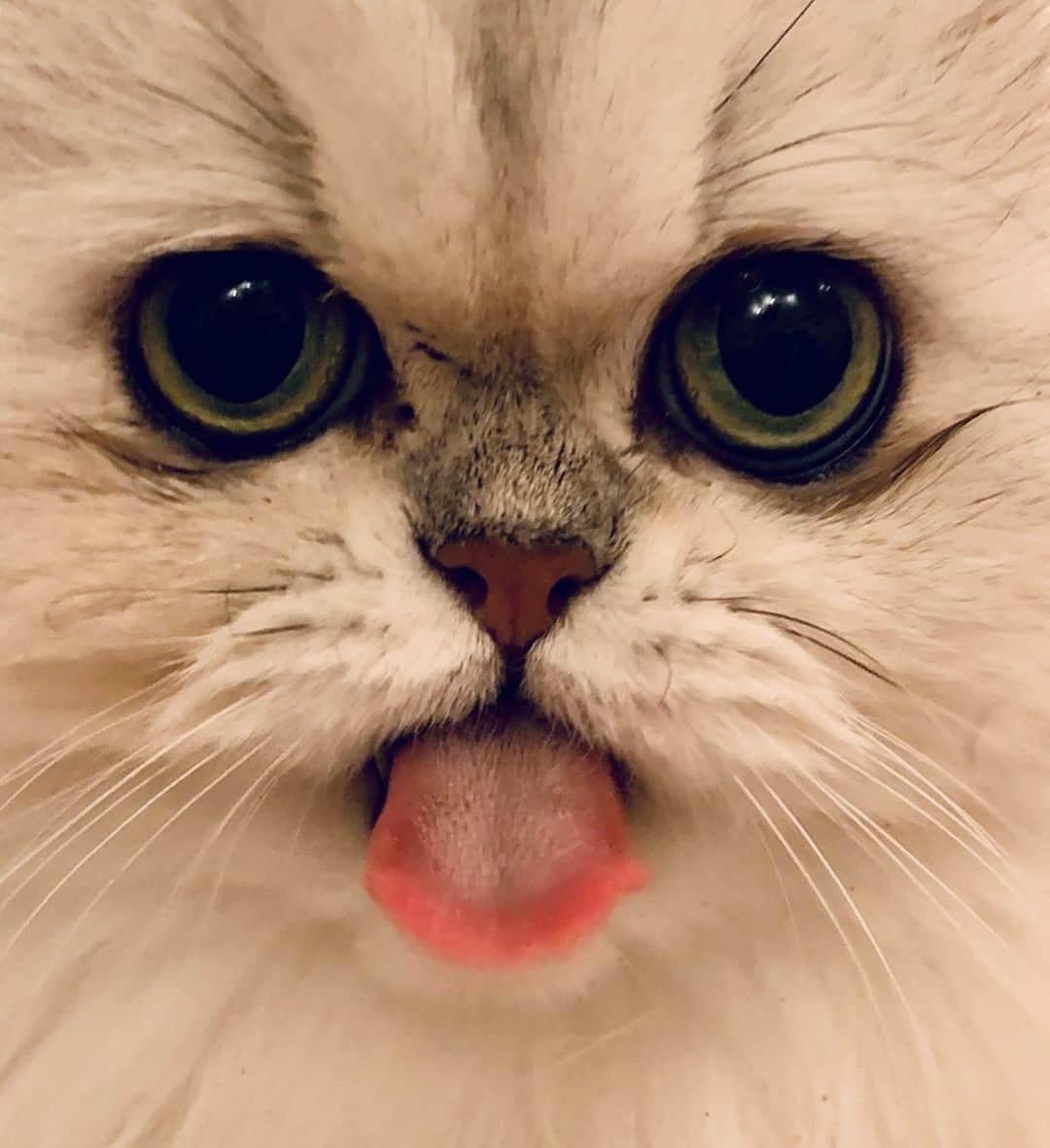 BeBeさんのインスタグラム写真 - (BeBeInstagram)「かわいい🥺🥺💓　#cat #kitty #kittycat #kittensofinstagram #meow #eyes #adorable #photooftheday #ilovecat #hubcats #bebe #猫　#persiancat #CATLIFE #kawaii #catsofinstagram #petsofinstagram」10月6日 19時00分 - _bebethecat_