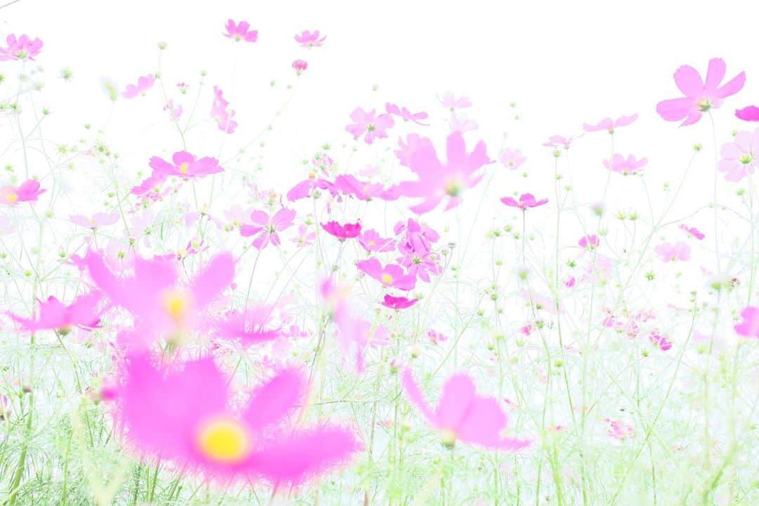kiccyomuのインスタグラム：「☁️ 2020.10.06 Tue #高鼻展望花の丘 #コスモス 🌸 ふんわり😊 #心に花を  今日も平穏な1日に感謝 明日も元気に🤗  location #群馬 📷撮影 2020年10月03日」