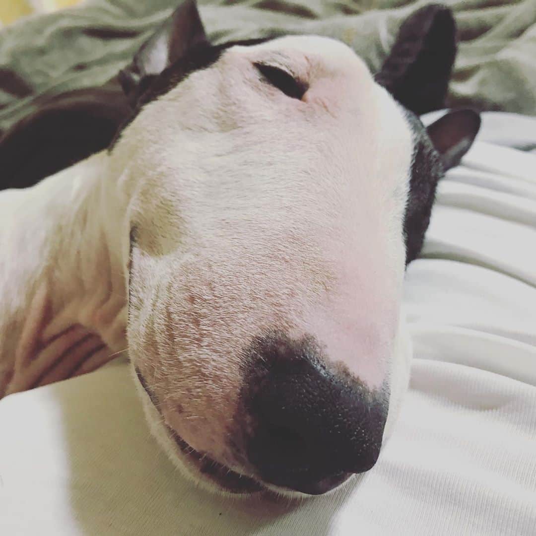 Q太郎さんのインスタグラム写真 - (Q太郎Instagram)「#minituru#bull#terrier#minibullterrier#miniturubullterrier#dog#dogstagram#cute#qtaro#love#family#ミニチュア#ブルテリア#ミニチュアブルテリア#Q太郎」10月6日 19時06分 - qtaro.jun