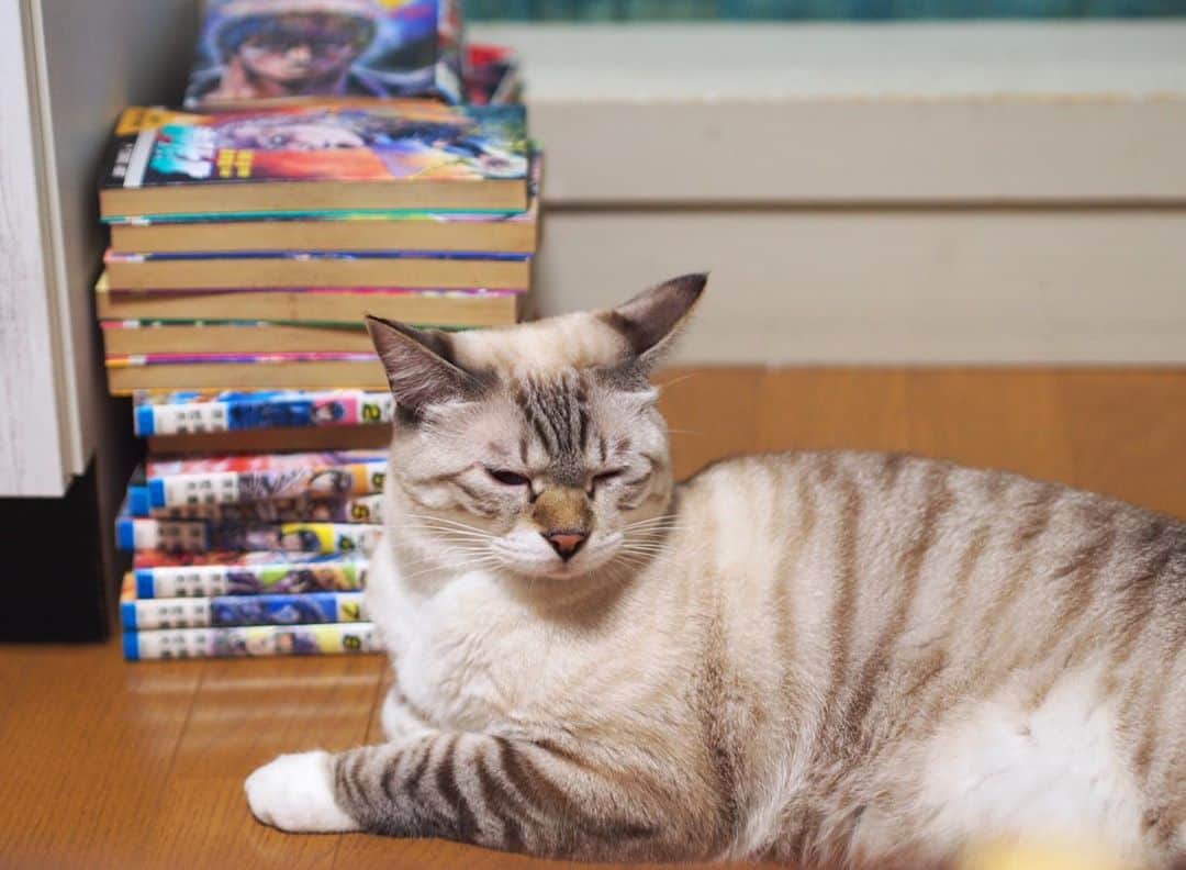 AO のインスタグラム：「そんな顔しててもかわいいよ🐈」