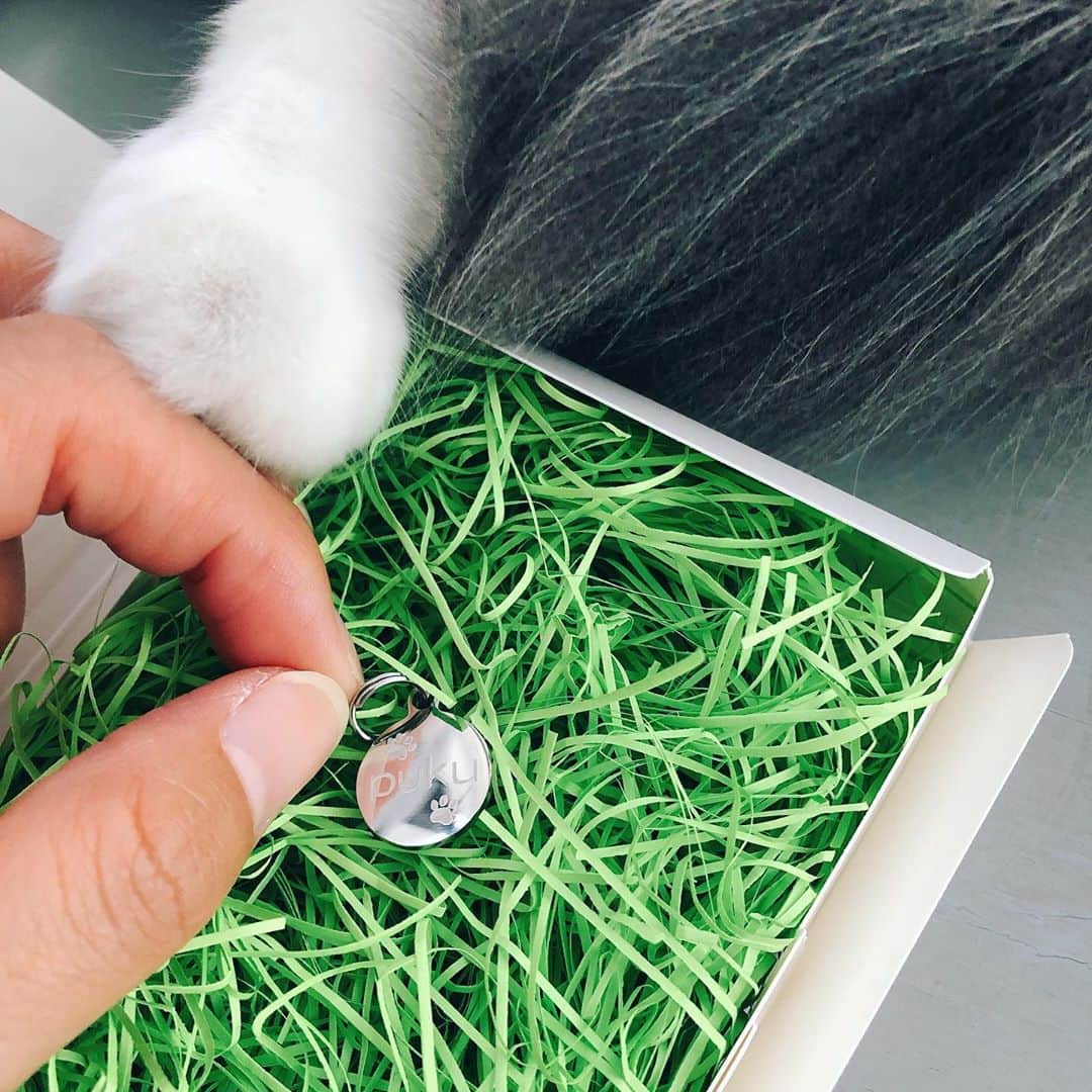 石川瑠利子のインスタグラム：「. . プクのネームプレート🙆🏻‍♀️💕 すごく小ぶりなんだけど裏面には迷子になった時の為に連絡先も👀✨ そんなことにはならないように気をつけるけど何があるか分からないので念のためにね🐱💕 . . #cat #catstagram #kitty #猫 #にゃんこ #もふもふ #にゃんすたぐらむ #サイベリアン  #ねこのいる暮らし」