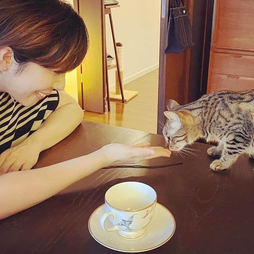 岡本真夜さんのインスタグラム写真 - (岡本真夜Instagram)「マメちゃん✨はじめまして😊  #猫好き #猫のいる暮らし #マメちゃん #まだ1歳半 #かわいい #catstagram #cat #pet #family」10月6日 19時19分 - mayookamoto510