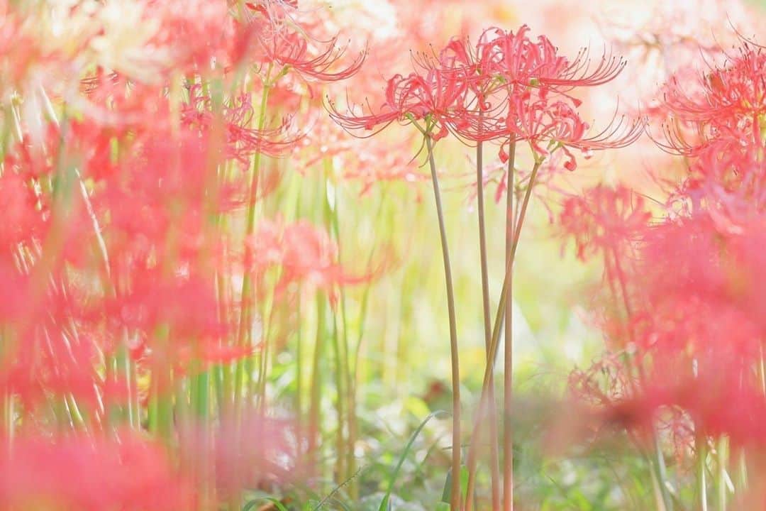 花の写真館のインスタグラム：「Photo by 落合 俊哉.⠀ .⠀ Original Post[投稿いただいたURL]⠀ https://www.facebook.com/photo.php?fbid=1202534156597912⠀ .⠀ 本アカウントは、 #私の花の写真 をつけてInstagramに投稿された皆さまの花の写真や、「花の写真館」Facebookページで投稿された花の写真を紹介します。⠀ 「花の写真館」Facebookページは、「 @floral.photograph 」のプロフィールにあるURLからご覧ください。⠀ .⠀ ※各自、政府、自治体など公的機関の指示に従った行動をお願いします。⠀⠀ 東京カメラ部および分室では、写真を「見る楽しみ」を提供することを通して、微力ながら皆様にわずかな時間でも癒しをお届けしたいと思っております。⠀ ※本アカウントは東京カメラ部がFacebook、Instagramのサービスを利用して運営しているもので、Facebook社・Instagramとは一切関係ありません。⠀ .⠀ #花の写真館 #floralphotograph #floralphoto #flower #flowers⠀ Follow: @floral.photograph」
