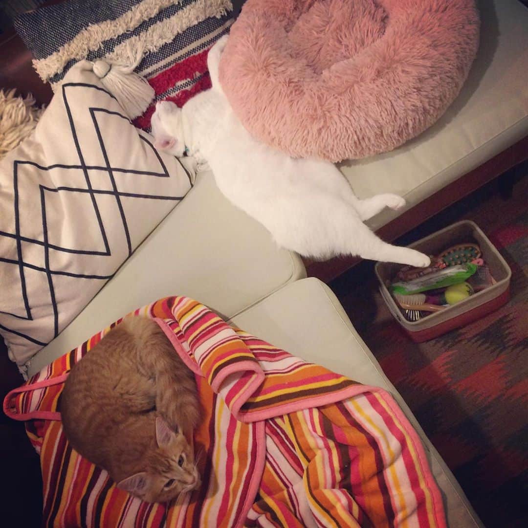 岡田屋鉄蔵のインスタグラム：「ウチの猫さんらは歴代このフワフワクッション使ってくれません…。頑なに。」