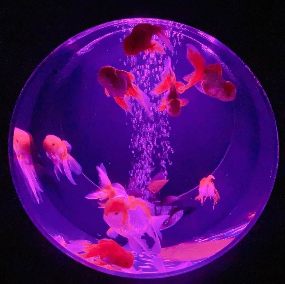 MIYABIのインスタグラム：「． *☼*―――――*☼*――――― ． アートアクアリウム2020 . . *☼*―――――*☼*――――― ． #lalah #アレンジ#可愛い#綺麗#お洒落#キャバ嬢#ホスト#六本木#lol#f4f#fashion#makeup#hair#dogstagram#サロンモデル#撮影#style#nail#model#party#美容 #ホステス#travel#art#like4 #アートアクアリウム#金魚」