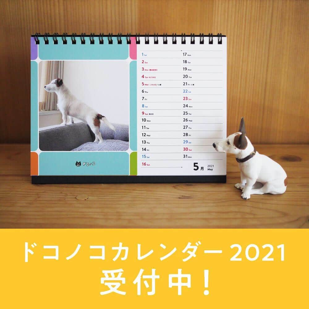 ドコノコのインスタグラム：「ドコノコカレンダー2021﻿ ただいま受付はじまりました！🐶🎉﻿ ﻿ ドコノコに投稿した写真から12枚を選んで、﻿ 「うちのコ」だけのカレンダーが作れます✨🐈﻿ ﻿ 2021年、﻿ すてきな1年になりますように🍀﻿ と思いを込めて、﻿ うちのコのベストショットを﻿ 選びましょう😎﻿ ﻿ お値段も意外とお手頃ですよ〜🤔﻿ ﻿ 詳しくはドコノコアプリから﻿ ご確認ください♫﻿ ﻿ (アリサ)﻿ ﻿ #ドコノコ﻿ #dokonoko﻿ #dokonokoapp﻿ #犬 #いぬ﻿ #いぬすたぐらむ﻿ #いぬのいる暮らし﻿ #猫 #ねこ﻿ #ねこすたぐらむ﻿ #ねこのいる暮らし﻿ #ドコノコカレンダー﻿ #2021年﻿ #dog #cat﻿ #doggos﻿ #fluffy﻿ #ほぼ日 #ほぼ日刊イトイ新聞﻿ #hobonichi」