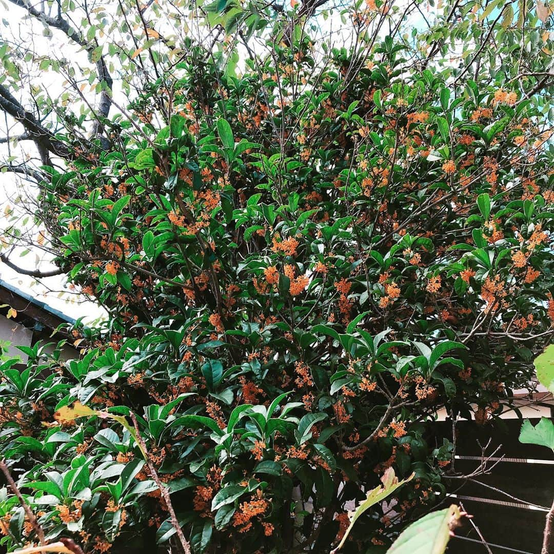 益子直美さんのインスタグラム写真 - (益子直美Instagram)「庭の金木犀の香りに誘われて、、、  夏からずっとほったらかしにしてしまっていたお庭。 金木犀に誘われて久しぶりに庭に出ました。  例年、金木犀は咲くとすぐに台風にみまわれて、1日で散るという年を重ねていたから、 こんなにゆったりと金木犀のいい香りに癒される年は初めてかも。  雑草取りを日曜日に主人と頑張り、これから少しずつ春の準備をしていこうと思います。  #garden  #gardening  #gardenlife  #gardenflowers  #gardeninglife  #庭  #花  #ガーデニング  #湘南  #金木犀  #myつなぎ」10月6日 11時15分 - naomi.masuko