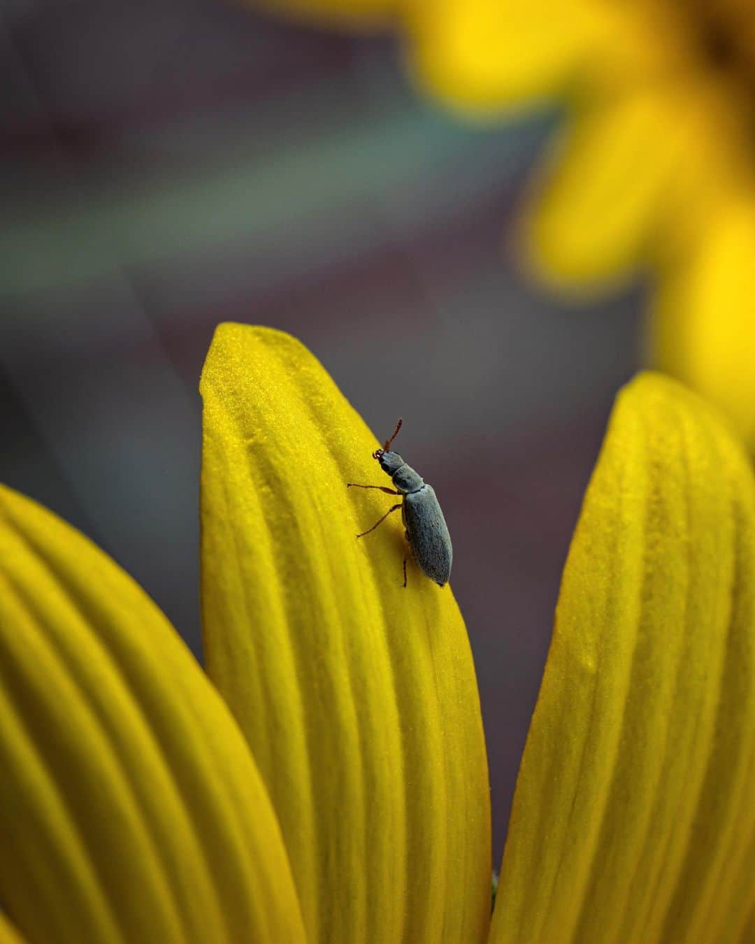 アンジー・ペインのインスタグラム：「An album of creepy crawlers for today’s #macromondayfun. I’m so excited to have an excuse to post tons of bug photos, because I usually hold back on sharing them. I’m even breaking the 4 photo limit that @devoderby and I originally set (sorry 😬) because I just LOVE BUGS. Generally speaking, most people don’t share the same affection for them, and I get that. Honestly, before I became consumed by my macro obsession, I didn’t care for bugs much either. But slowly I’ve fallen in love with them through the lens — their colors, behaviors and fascinating anatomy. Some of these shots are repeats, some are new. So, enjoy this collection of some bug photos from over the years. Still waiting to fall in love with ticks...but not holding my breath on that one.  • Apologies in advance to @alexjohnson89, who will undoubtedly unfriend me for posting so many spider shots at once.  • • • #macro #macrophotography #macromondayfun #creepycrawlers」