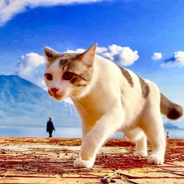 Nyankichi Noranekoさんのインスタグラム写真 - (Nyankichi NoranekoInstagram)「ムッシュ先輩の目標😸 桜島のようにBigな男になりたい！🤣  Musshu前輩的目標😸 想成為像櫻島一樣的大男子！🤣  The Goal of Senior Musshu😸 Want to become a big man like Sakurajima!🤣  #猫 #cat #고양이 #แมว #貓 #кошка #wats #chat #ニャンスタグラム #gato #catsofinstagram #ねこ部 #旅猫 #cats #aso #japan #猫写真 #ねこ #seekor #ネコ #kitty #パトロール #kucing #kucinglucu」10月6日 11時33分 - noraneko_nyankichi