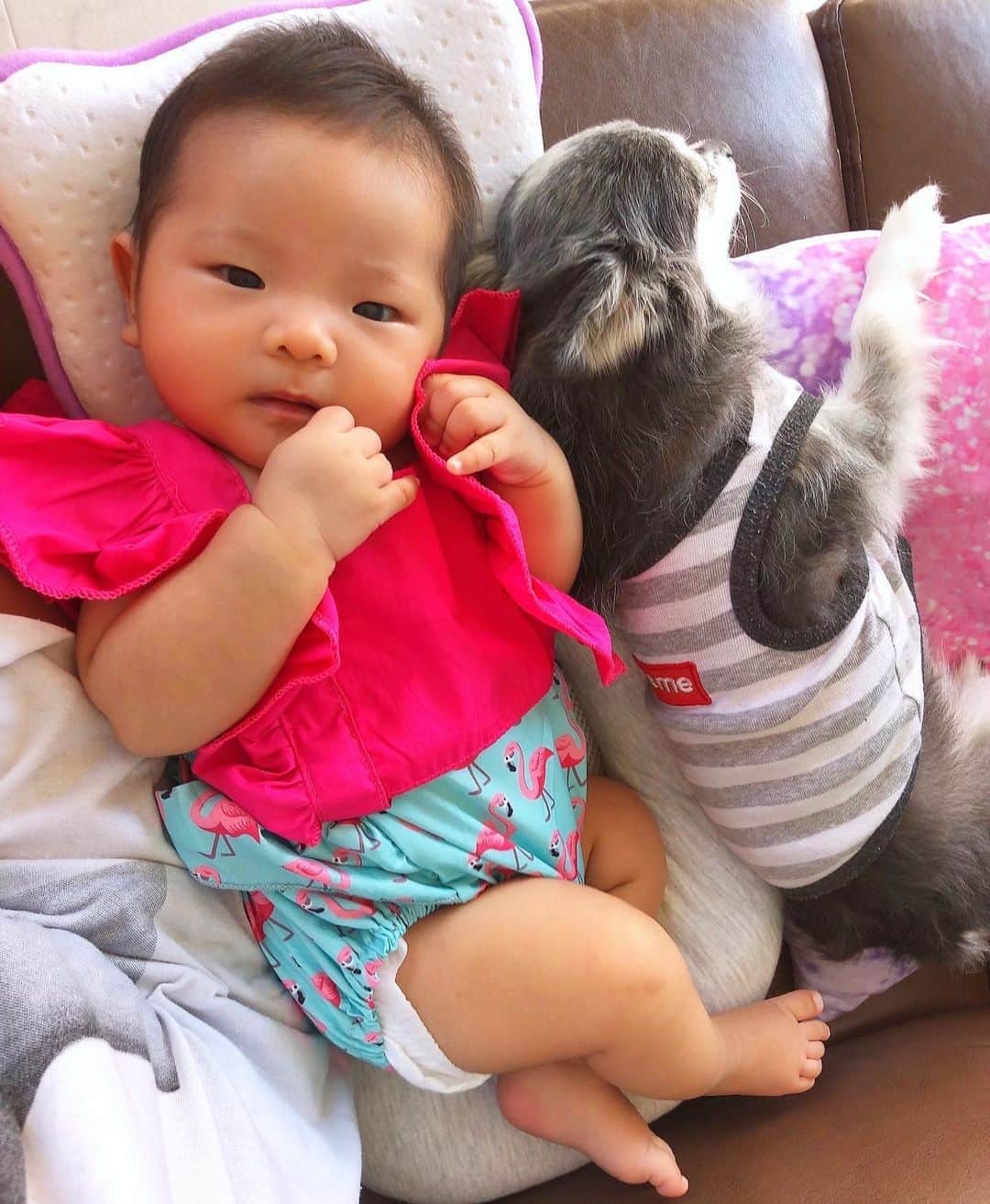 miniさんのインスタグラム写真 - (miniInstagram)「もうあっという間にギョウザ先生より大きくなっちゃった👶🏽🐺💓💜 ギョウザ先生は、未だにアリエルがいい子いい子しようとすると凄い勢いで逃げますが、、😅 アリエルが興味なさそうにしてたり、暇そうにしてると、隣にピトッってくっついてます😛💕 ちっちゃいもんくらぶには、ちっちゃいもんくらぶなりの何かが芽生えてるみたいです👶🏽💘🐺 #ギョウザ先生 #baby #babyanddog #babelbreak #生後3ヶ月 #ベビー #赤ちゃんと犬 #ママ #babyootd #パパ似 #女の子ママ #ベビー服」10月6日 11時39分 - mini.stagram
