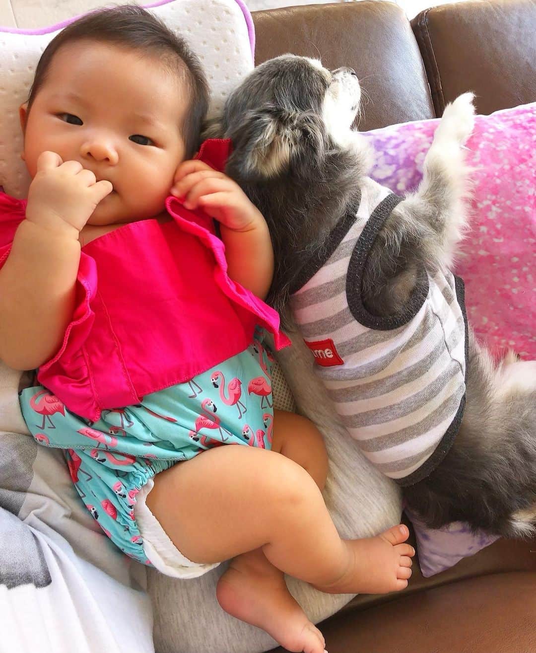 miniさんのインスタグラム写真 - (miniInstagram)「もうあっという間にギョウザ先生より大きくなっちゃった👶🏽🐺💓💜 ギョウザ先生は、未だにアリエルがいい子いい子しようとすると凄い勢いで逃げますが、、😅 アリエルが興味なさそうにしてたり、暇そうにしてると、隣にピトッってくっついてます😛💕 ちっちゃいもんくらぶには、ちっちゃいもんくらぶなりの何かが芽生えてるみたいです👶🏽💘🐺 #ギョウザ先生 #baby #babyanddog #babelbreak #生後3ヶ月 #ベビー #赤ちゃんと犬 #ママ #babyootd #パパ似 #女の子ママ #ベビー服」10月6日 11時39分 - mini.stagram