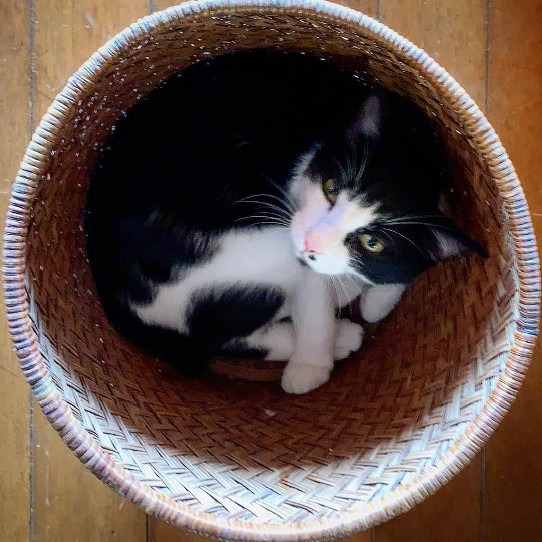 池内万作さんのインスタグラム写真 - (池内万作Instagram)「子猫のねおっさん。 もうすぐこのカゴ（ゴミ箱）にも収まらなくなるんだろうなぁ。 #イケウチ家の猫 #ねおっさん」10月6日 11時55分 - mandeshita