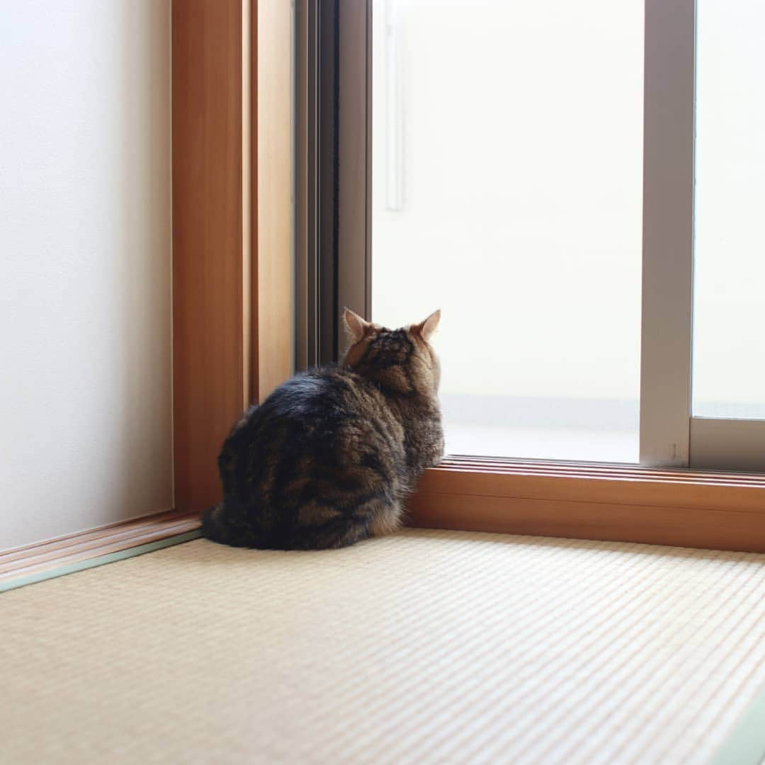 寅次郎（とらちゃん）さんのインスタグラム写真 - (寅次郎（とらちゃん）Instagram)「☆ routine . 最近、朝の風がひんやりしてきたにゃ～🍂 . #ルーティン #縁側の猫 #秋のおとずれ . . #cat #instagramjapan #cute #にゃんだふるらいふ #無敵の親バカ同盟#にゃんすたぐらむ#ペコねこ部 #ねこ #猫 #猫のいる暮らし #igersjp #meow #gato #ふわもこ部 #エキゾチックショートヘア #貓 #catsofinstagram #ねこすたぐらむ  #catsofday #可愛い #ねこと暮らす」10月6日 11時47分 - torachanthecat