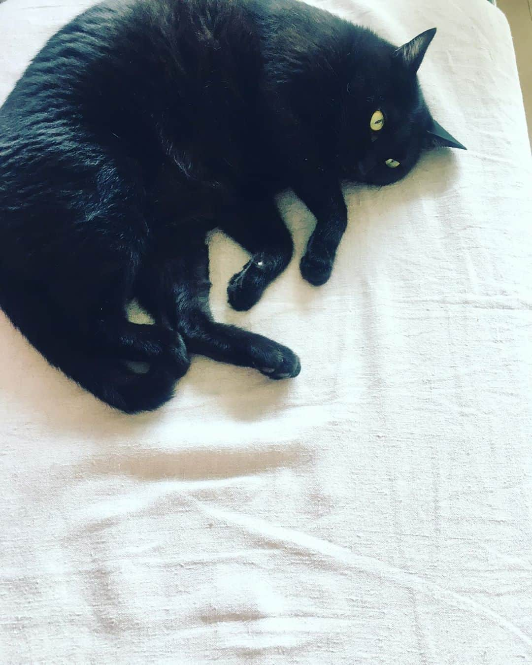 猫沢エミさんのインスタグラム写真 - (猫沢エミInstagram)「漆黒のピガ兄さん。  甘えん坊の茶弟妹たちが常に母のまわりをうろちょろしているのに対して、己の道をいくピガ兄さんは、いつもマイペース。でもマイペースは、無関心とは違う。実はさりげなく、きちんとまわりを見ている。  ボクは己が確立しているので、妙に自分を誇示したりする必要がないだけです。ほかのヒトと比べたりもしない。だってそれって疲れますよね。ボクはボクである。上でも下でも、右でも左でもない。ボクは点。闇に浮かぶ、黒い月のようなもの。見えなくても、たしかにそこへ存在するんです。  #ピガ兄　#哲学家ピガ兄」10月6日 12時03分 - necozawaemi