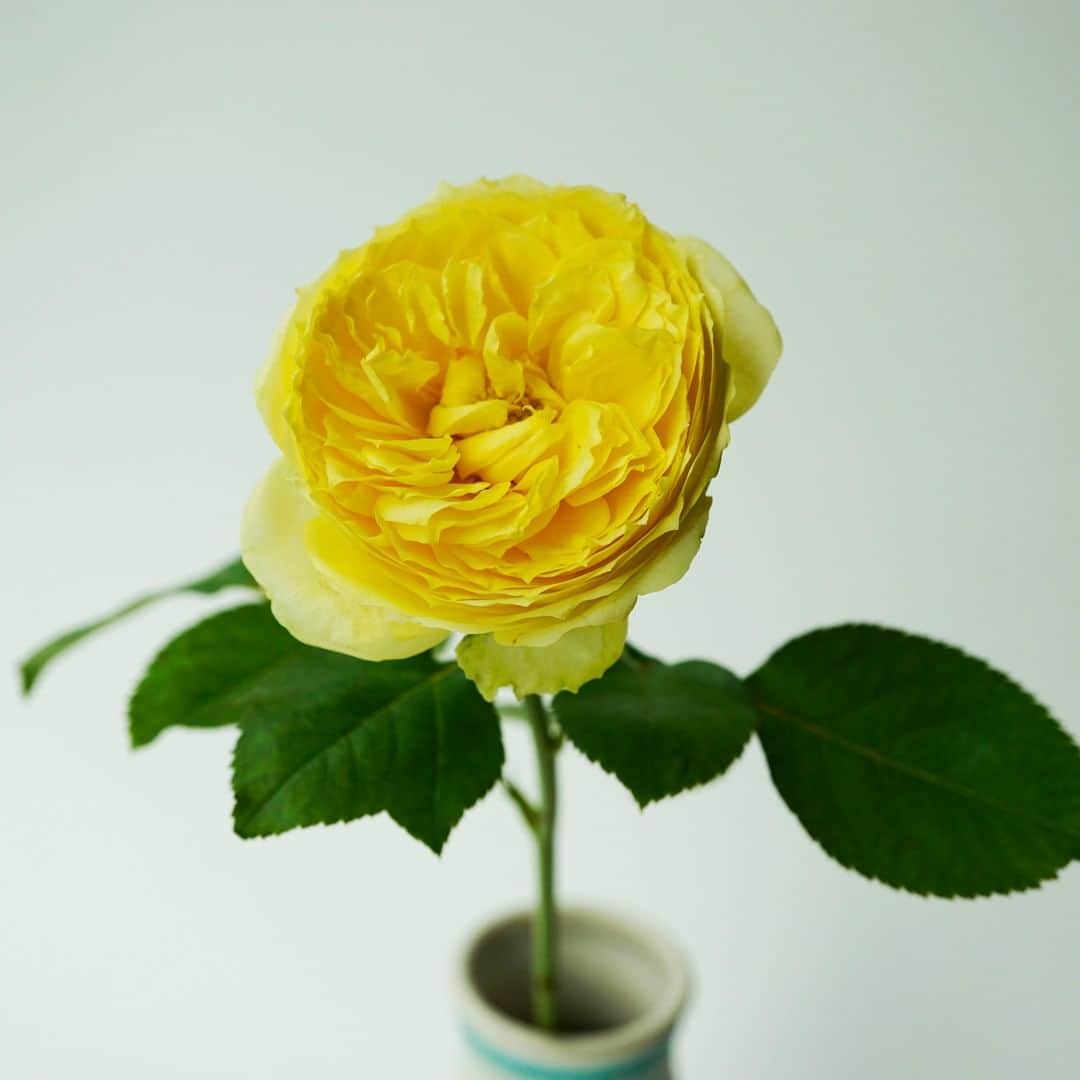 SPURさんのインスタグラム写真 - (SPURInstagram)「デスクに必ず一輪あつらえるようになりました。 今日はカップ咲きのバラ。ビタミンカラーに活力をもらっています。  #カタリナ #SPURFlower #SPUR編集G ＃SPURうつわ #SPUR #薔薇 #バラ #ROSE #ビタミンカラー #花のある暮らし #花と暮らす #花のある生活 #花を飾る」10月6日 12時00分 - spurmagazine