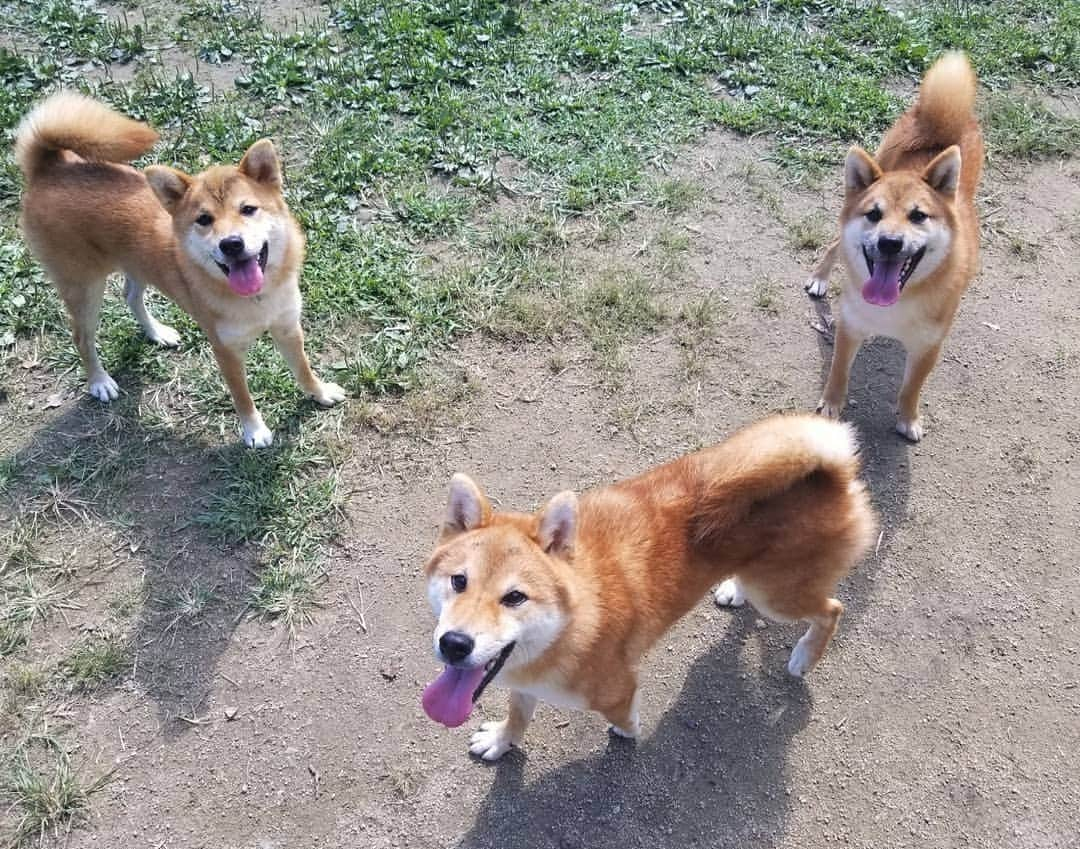 柴犬たま Shibainu Tamaのインスタグラム