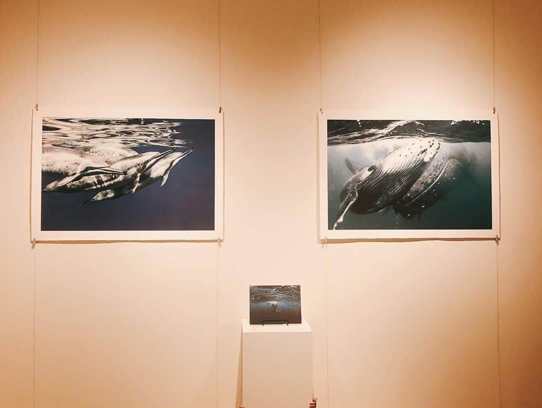 板橋よしえさんのインスタグラム写真 - (板橋よしえInstagram)「. 先日、岡田裕介さんのイルカ・クジラの写真展へ！ まるで海の中に潜った様な不思議な感覚を味わえる空間でした🐳🐠🐬 写真は「ママ、かくれんぼしよー！！！」とごねる娘。」10月6日 12時32分 - candy_yoshie