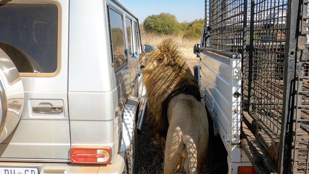 Kevin Richardson LionWhisperer さんのインスタグラム写真 - (Kevin Richardson LionWhisperer Instagram)「... and after this picture was taken, Yame refused to travel in his old ride. He’s now asked if @mercedesbenzsa would consider making a #gclass that can accommodate two adult male lions. (Good old Yame always thinking about George). If not, one that can take one lion will do.   #MBAmbassador #StrongerThanTime #EveryTerrain #GClass #GWagon #GWagen #StaySafe #MercedesBenzSA」10月6日 12時47分 - lionwhisperersa