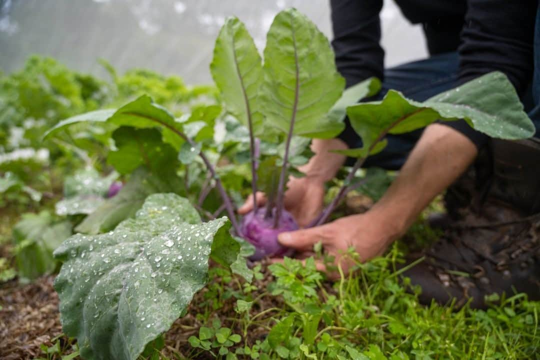 National Geographic Travelさんのインスタグラム写真 - (National Geographic TravelInstagram)「Photo by @MartinEdstrom / A worker harvests a kohlrabi, a type of cabbage also called German turnip, at a zero-impact lodge in the south of Sweden. Lodges and hotels are responding to the trend of eating local foods while traveling by growing their own crops or sourcing all their vegetables, meats, and dairy from nearby farms. While you can grow a wide variety of crops in the south of Sweden, there's been a recent surge in growing and finding new ways to prepare traditional vegetables like the good old turnip. #exploringhome #foodculture #eatlocal #ecological #farmtotable」10月6日 13時10分 - natgeotravel