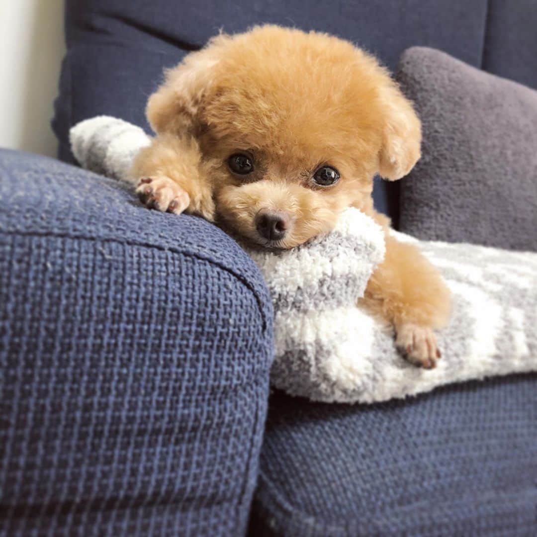 ふわのインスタグラム：「#toypoodle#toypoodlegram#dogsofinstagram#doglover#doglife#instadog#dog#fuwamama#ふわもこのふわ#ふわ#トイプードル#ふわもこ部#犬バカ部#親バカ部#犬のいる暮らし#いぬすたぐらむ#犬のいる暮らし#昨日は色々お疲れ様」