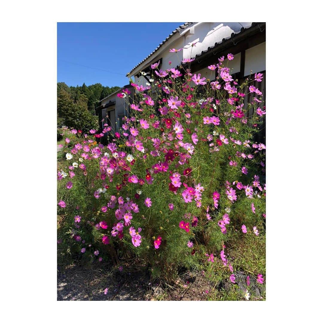 若林翔子のインスタグラム：「.﻿ .﻿ 実家の母から送られてきた﻿ 今日のコスモスと彼岸花。﻿ ﻿ お天気もいいしとっても気持ちいい日みたい😄﻿ ﻿ お花ってほんと元気もらえちゃいますね〜🌸﻿ ﻿ ﻿ ﻿ #コスモス　#彼岸花　#秋の訪れ﻿ #花　#秋の花　#flowers #autumn﻿」