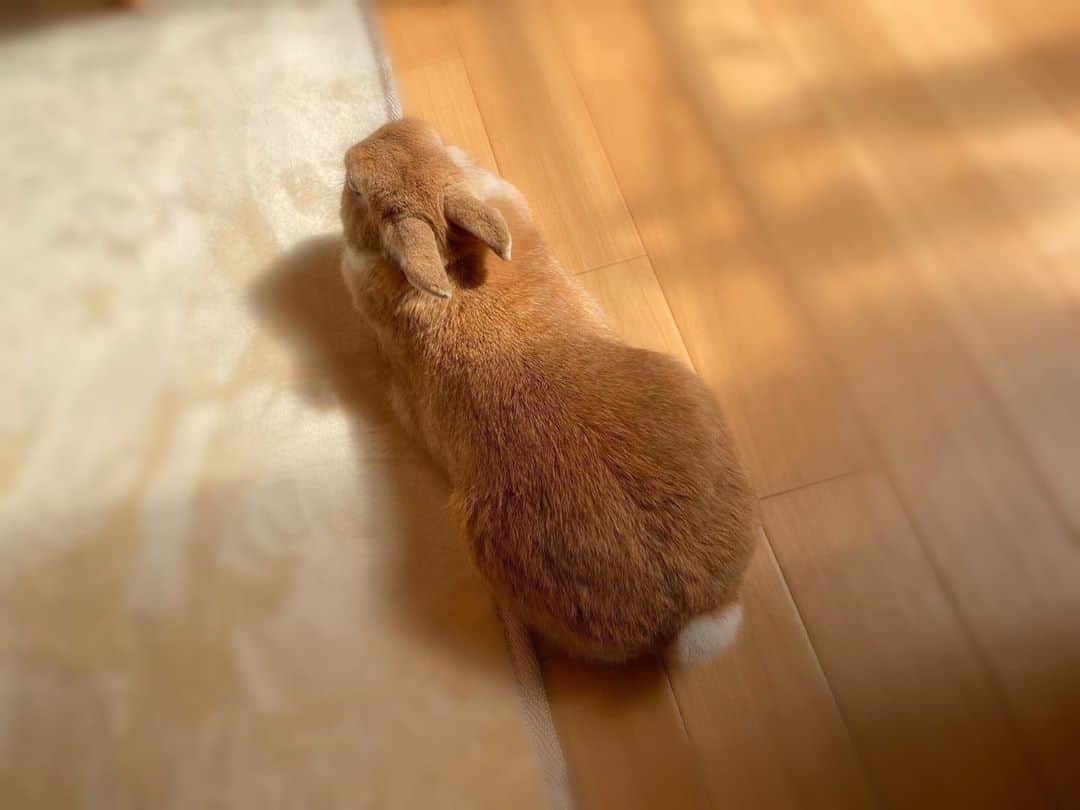 ラン?さんのインスタグラム写真 - (ラン?Instagram)「お昼休みに帰宅したら、日向ぼっこしてた( ◜௰◝ )💓 信州はめっきり寒くなって、日向ぼっこが気持ちいい季節になりました♡ ☆  #うさぎ #ネザーランドドワーフ #rabbit #bunny #bunnystagram  #rabbitstagram  #cute  #かわいい #ふわもこ部  #もふもふ  #zip写真部  #アニマル写真部 #instagramjapan #netherlanddwarf #うさぎと暮らす  #うさぎのいる暮らし #癒し #kawaii #ランちゃん  2020.10.06」10月6日 13時41分 - mofumofuusako
