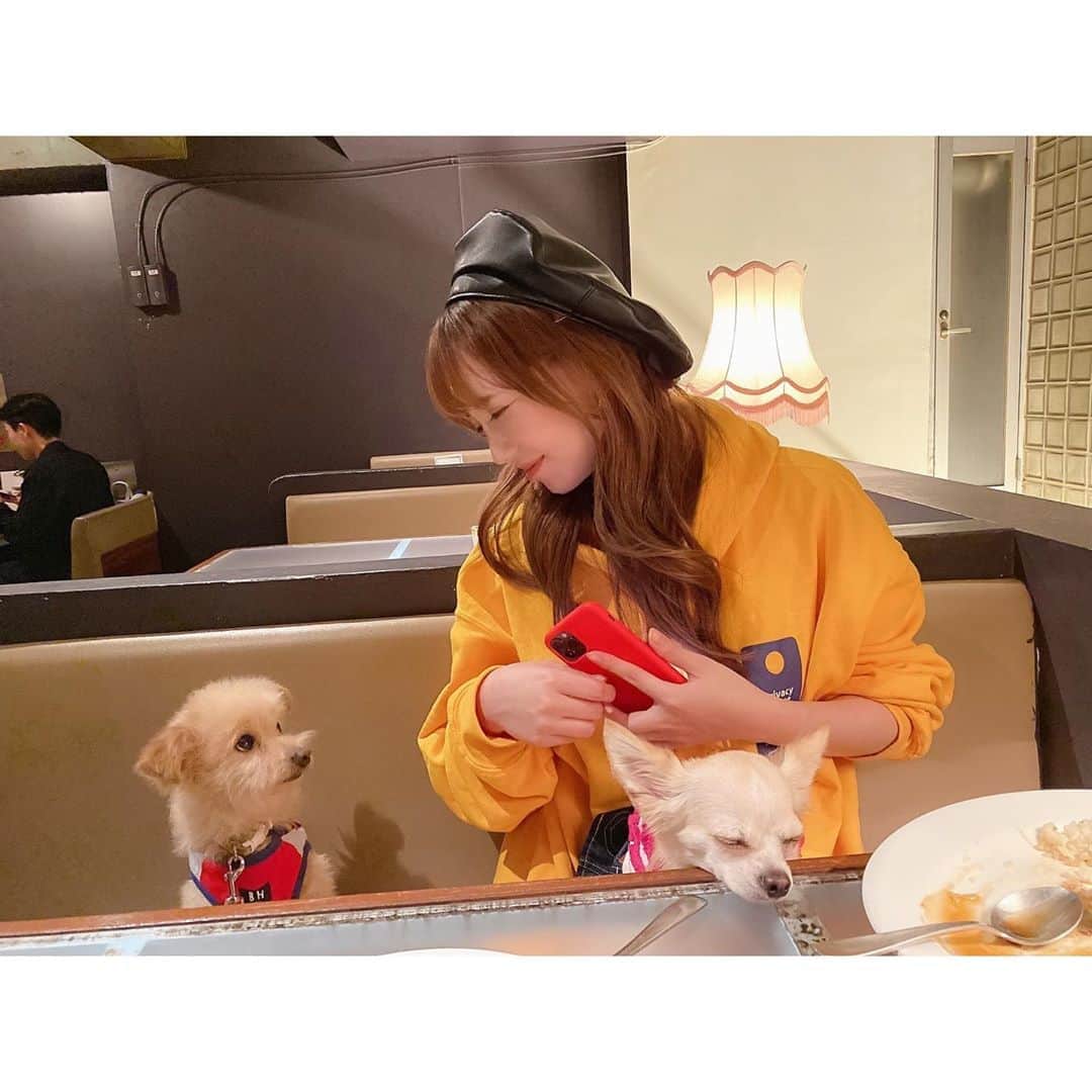 堀尾実咲のインスタグラム：「わんズ🐻🐰🐶🐾🐾🐾  ドッグランのあとはカフェ❤️  ロイロアロン🐾🐾🐾 みんなそれぞれ性格が違って 見てて飽きない☺️ 本当に愛おしい☺️  #愛犬 #ポメプー #チワワ #犬カフェ #夜カフェ #cafe #くまショコラ」