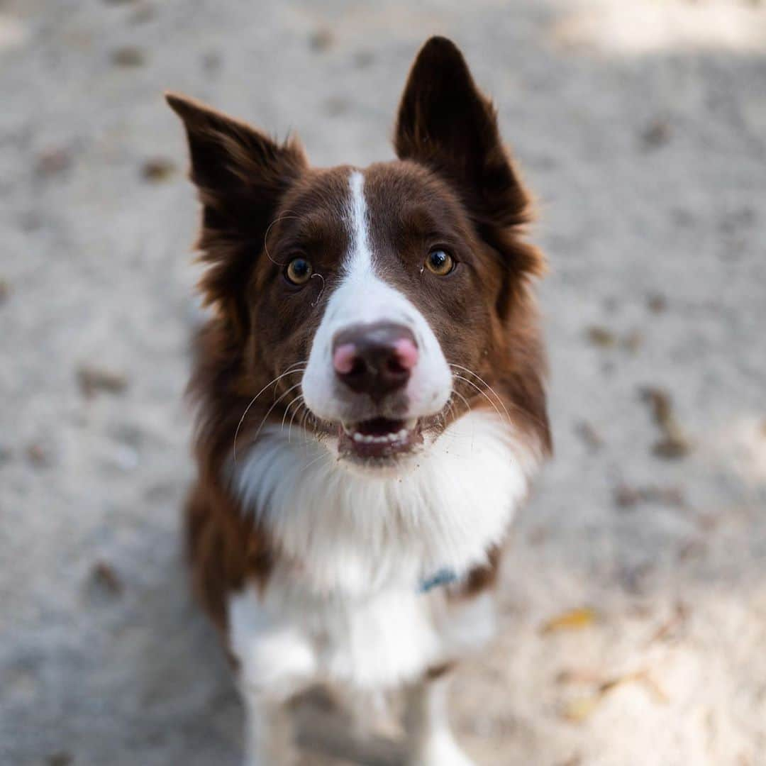 The Dogistさんのインスタグラム写真 - (The DogistInstagram)「Coco, Border Collie (1 y/o), Washington Square Park, New York, NY • “High energy, ball obsessed.”」10月6日 13時47分 - thedogist