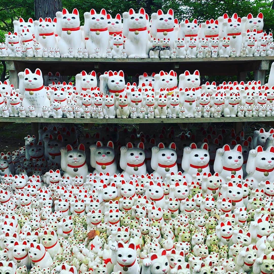 谷口賢志さんのインスタグラム写真 - (谷口賢志Instagram)「参拝。  #豪徳寺 #招き猫」10月6日 14時27分 - masashi_taniguchi