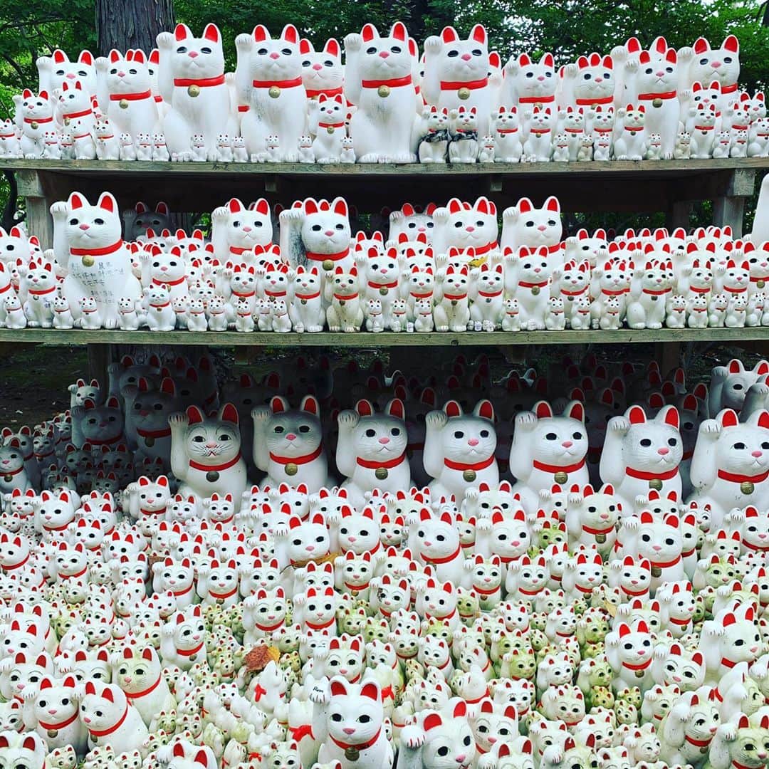 谷口賢志のインスタグラム：「参拝。  #豪徳寺 #招き猫」