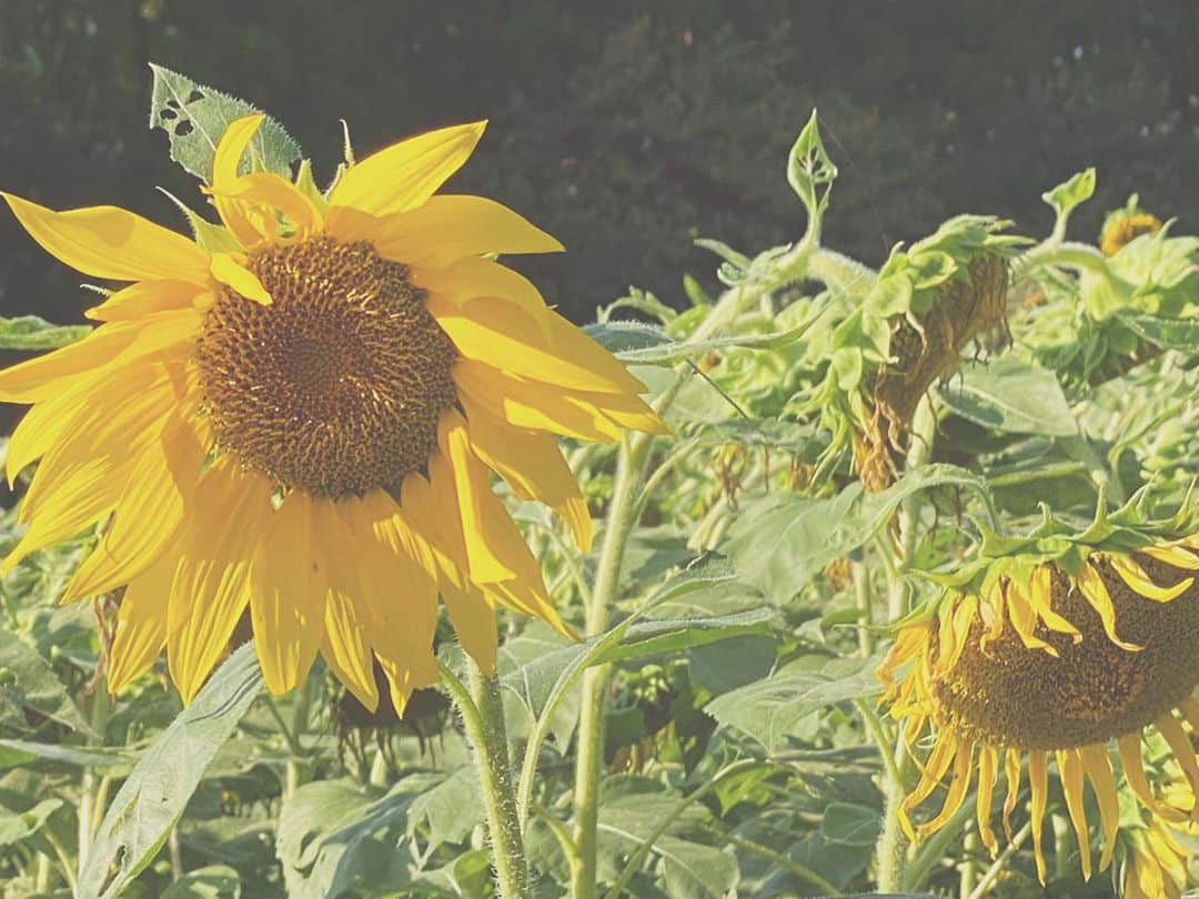 田中伊桜莉さんのインスタグラム写真 - (田中伊桜莉Instagram)「🌻  夏さん、ありがとうございました 向日葵さんもお疲れ様でした 来年は満開の時にも見に行きたいな〜  #sunflower #summer #autumn #followｍe #向日葵 #一足遅かった」10月6日 20時11分 - iori_hkt48
