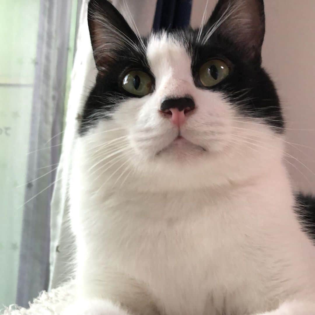 ぽんずのインスタグラム：「角度によって人(ニャン)相って 変わって見えるよね。  #ねこ#猫#cat#猫好き#親バカ#はちわれ#ハチワレ#はちわれ猫#ハチワレ猫#白黒猫部#にゃんすたぐらむ#ilovecat#猫大好き#うちの猫自慢#白黒猫 #我が家のぽんずくん #ちゅーちゅー妖怪」