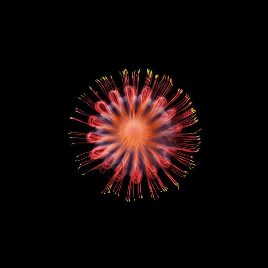 椎木俊介のインスタグラム：「X-ray Flowers #amkk #amkkproject #makotoazuma #azumamakoto #東信花樹研究所 #東信 #jardinsdesfleurs #shiinokishunsuke #flowerart #flower #flowers」