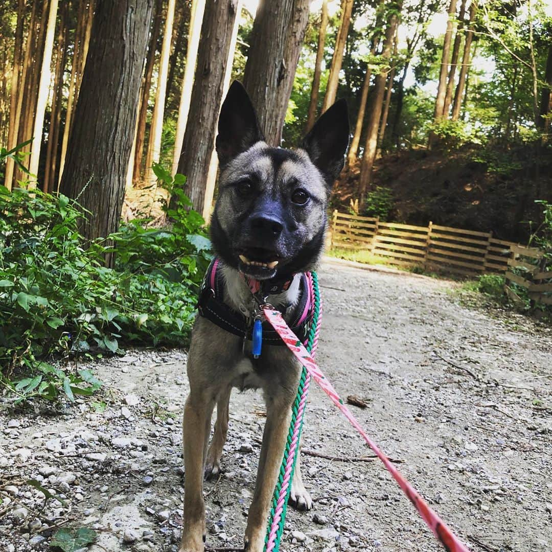 BLADeさんのインスタグラム写真 - (BLADeInstagram)「﻿ ﻿ チビ達は体力なさそーだし﻿ お留守してもらって笑﻿ ﻿ 野犬の力発揮してもらうおーと﻿ エレナと山登り。﻿ ﻿ さすが　﻿ ﻿ 美あご野犬！！﻿ ﻿ 体力凄かった！﻿ ﻿ ﻿ ﻿ #トリマー #trimmer #グルーマー #instadog #dogstagram #슈나우저 #トリミング #ブレちゃん #BOKUMO取扱店 #훈육미용　#긍정미용사  #훈육미용사 #긍정미용사 #훈육미용사 #남자애견미용사 #애견미용사 #애견미용 #펫스타일리스트 #강아지미용  #petgrooming #doggrooming #優しいトリミング ﻿ #元保護犬　#保護犬　#野犬　#元野犬　#稲ちゃん　#稲ちゃん犬　#信貴山朝護孫子寺」10月6日 15時23分 - yuki_azuma1989