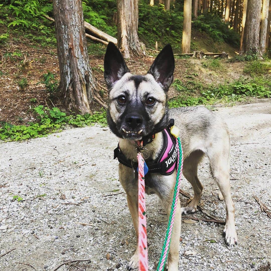 BLADeさんのインスタグラム写真 - (BLADeInstagram)「﻿ ﻿ チビ達は体力なさそーだし﻿ お留守してもらって笑﻿ ﻿ 野犬の力発揮してもらうおーと﻿ エレナと山登り。﻿ ﻿ さすが　﻿ ﻿ 美あご野犬！！﻿ ﻿ 体力凄かった！﻿ ﻿ ﻿ ﻿ #トリマー #trimmer #グルーマー #instadog #dogstagram #슈나우저 #トリミング #ブレちゃん #BOKUMO取扱店 #훈육미용　#긍정미용사  #훈육미용사 #긍정미용사 #훈육미용사 #남자애견미용사 #애견미용사 #애견미용 #펫스타일리스트 #강아지미용  #petgrooming #doggrooming #優しいトリミング ﻿ #元保護犬　#保護犬　#野犬　#元野犬　#稲ちゃん　#稲ちゃん犬　#信貴山朝護孫子寺」10月6日 15時23分 - yuki_azuma1989