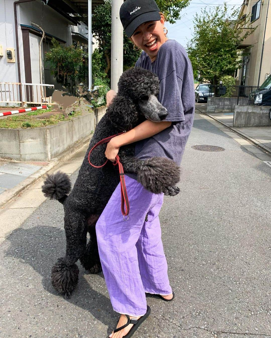 吉田夏海さんのインスタグラム写真 - (吉田夏海Instagram)「久々に実家帰れた🏠✨  イブ子ちゃんにも会えたよ🐩🖤  さらに大きくなって体重30kgだって😂  #tokyo #dog #standardpoodle  #スタンダードプードル」10月6日 15時49分 - natsumiiiiiiiiiii