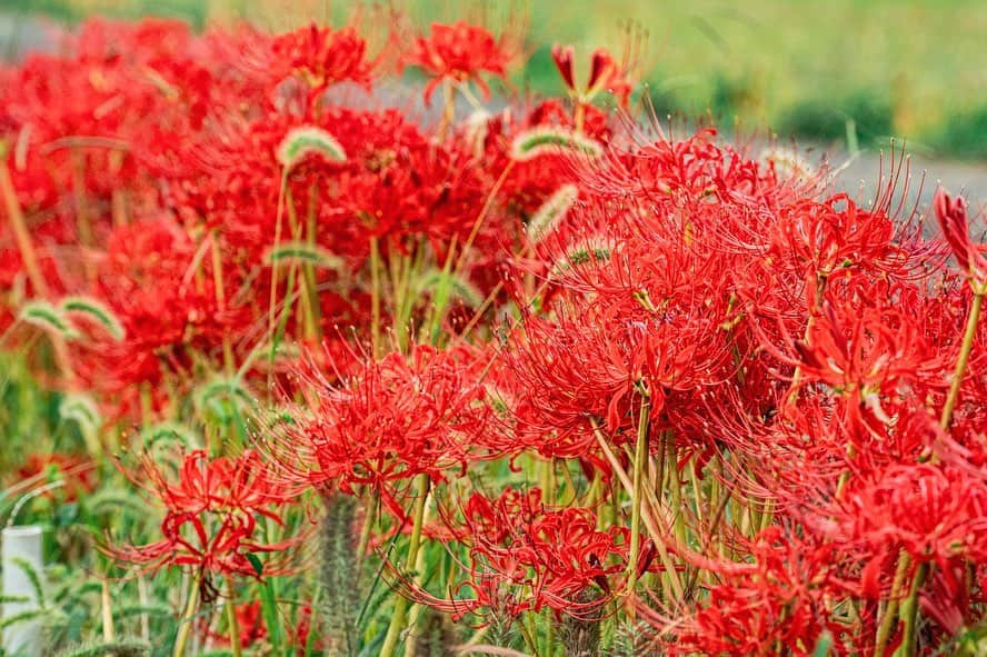 平塚市さんのインスタグラム写真 - (平塚市Instagram)「* 【ヒガンバナより曼殊沙華！】 先日リコリスを紹介しましたが、 ヒガンバナも各所で見頃です。 わたしは、ヒガンバナという呼び方より、 曼殊沙華のほうがいいかな。 *** #手をつなぎたくなる街 #hiratsukagood #hiratsuka#平塚 #kanagawaphotoclub #ヒガンバナ#彼岸花 #曼殊沙華#石蒜 #Lycorisradiata #リコリス#lycoris #秋の花#芸術の秋 #はなすたぐらむ #はなまっぷ#ザ花部 #週末の過ごし方 #日々#暮らし #instagramjapan#igersjp」10月6日 16時02分 - hiratsukagood