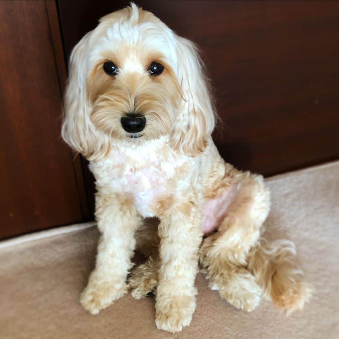 北山陽一のインスタグラム：「きょうのおすわり。#きたやまおかき」