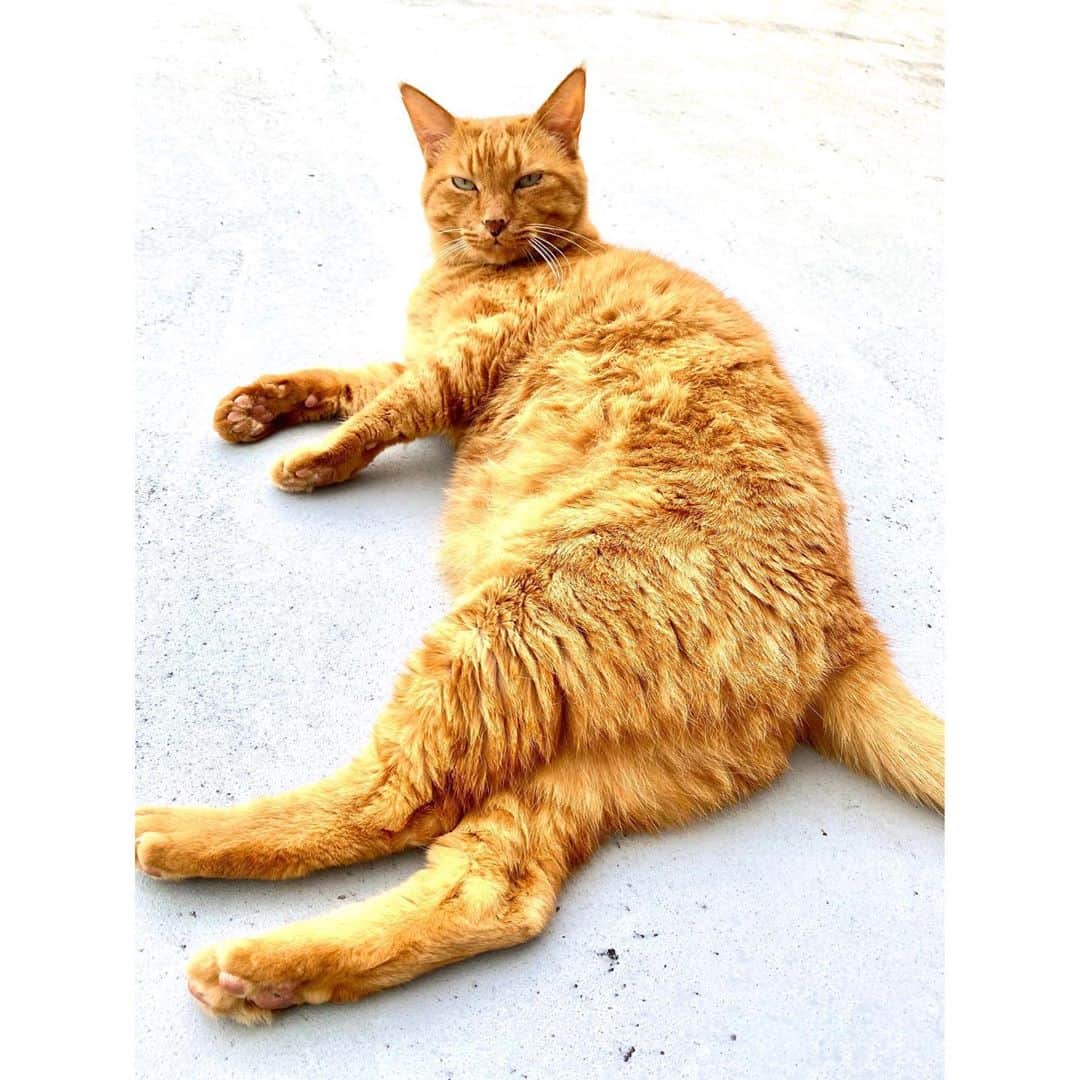 のインスタグラム：「一緒に日向ぼっこしろとうるさい。  #猫 #cat #眠いらしい #甘えん坊」